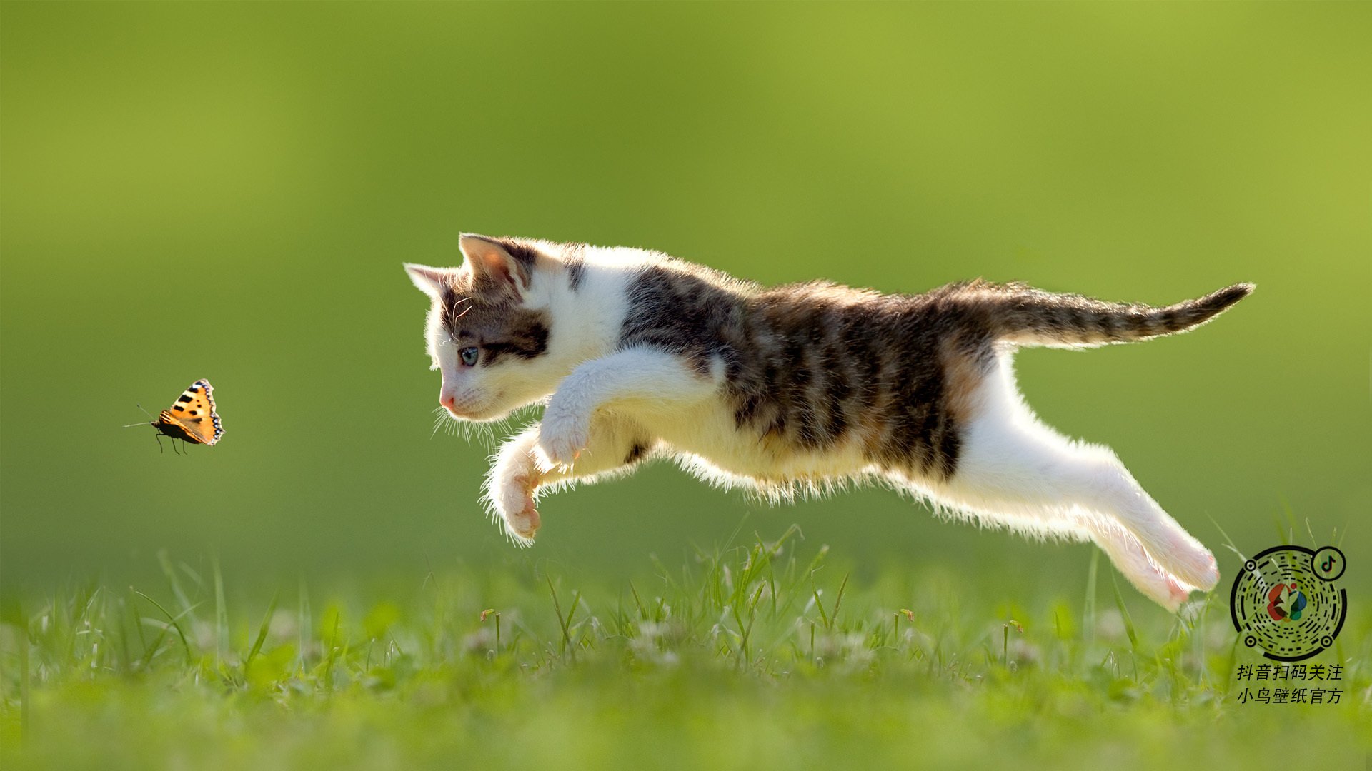 比利时蝶泳项目发挥持续稳定，比利时花样游泳