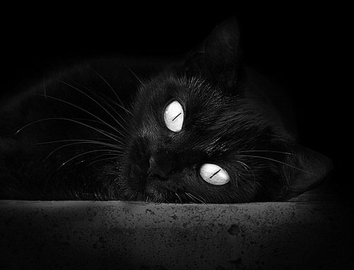 水球队战术与体能训练融合更加紧密,水球队是什么意思