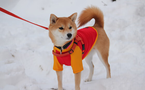 开云官网首页-英超最后冲刺：悬念、激情、荣耀！，英超收官战
